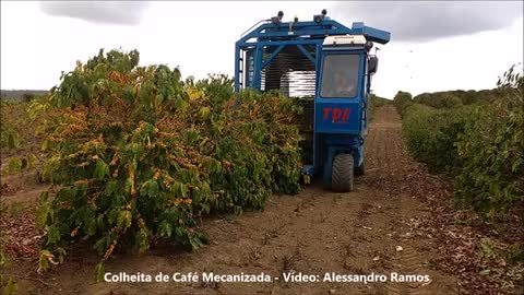 Coffee harvesting machinery at work