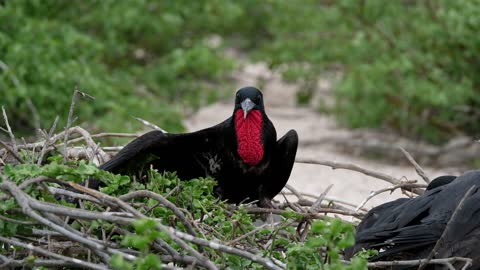 طائر جميل beautiful bird