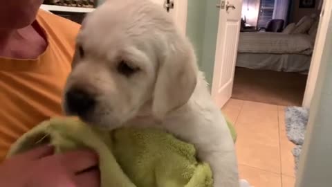 FLASHBACK FRIDAY! Cute Lab Puppy Buzz Takes a Bath