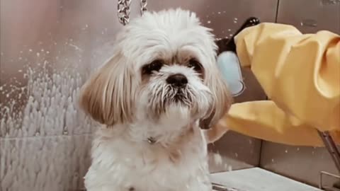 Shihtzu singing has an odd sound to it.