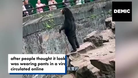 Wait A Minute: Chinese Zoo Denies Claims That Its Bears Are Humans In Bear Costumes!