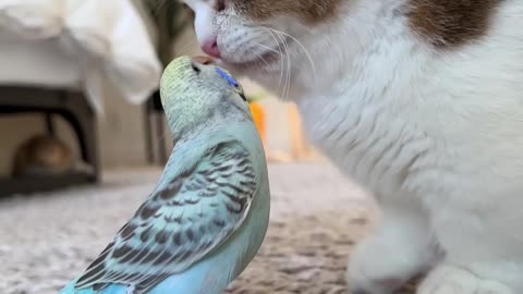 When cat met a parrot😲😜😆