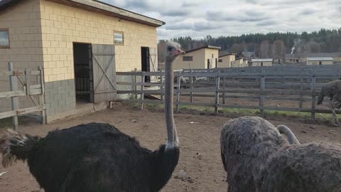 Ostrich. Ostrich Gives the Performance of His Life