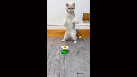 Cat Workout