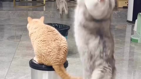 Cat Funny Video Compilation