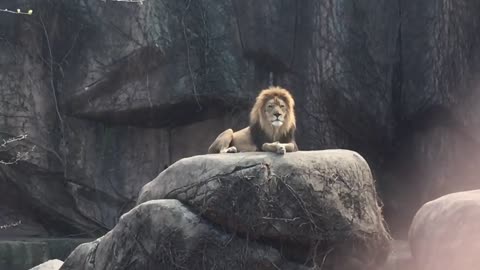 Epic Lion Roar at Lincoln Park Zoo