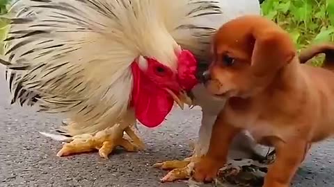 Dog VS chicken