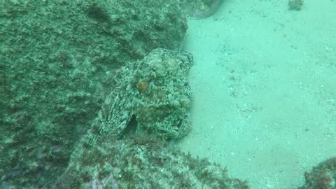 Moray Eel VS Octopus