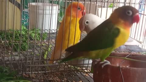 African Love Birds sweet moment