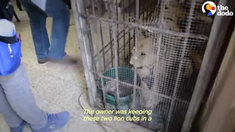 Baby Lions Are Rescued From A Living Room _ The Dodo Go Wild_3