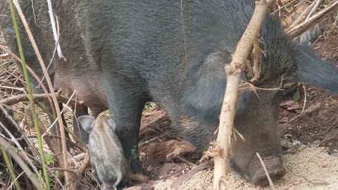 Easter Piglets