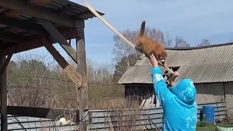 The cat is stuck and is helping him in memory.