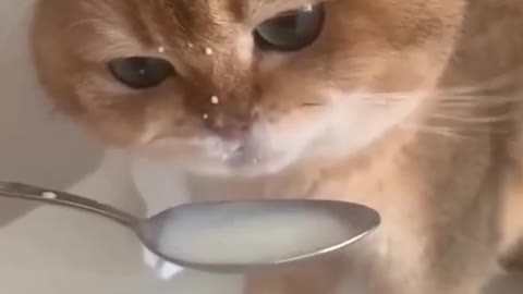 Cute cat drinks milk from a spoon