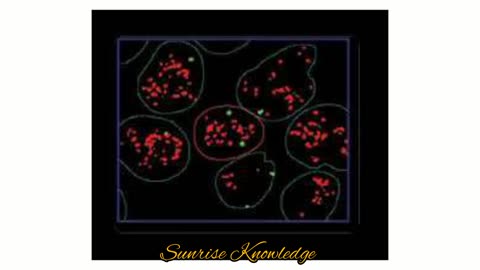 Chromosome morphology and variations in number