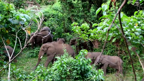 Ethiopian wildlife