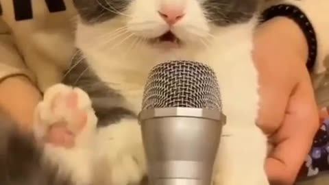 🐱Cat🐱🐱🐱🐱🐱🐱🐱 song🎵🎵🎵🎵🎵🎵🎵🎵🎵