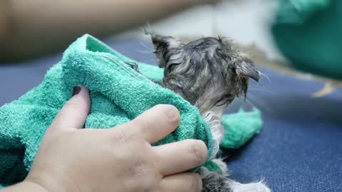 Drying kitten in towel after washing