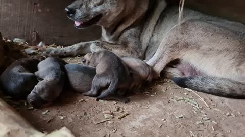 New born puppies are so cuteXuyen Happy Farmer