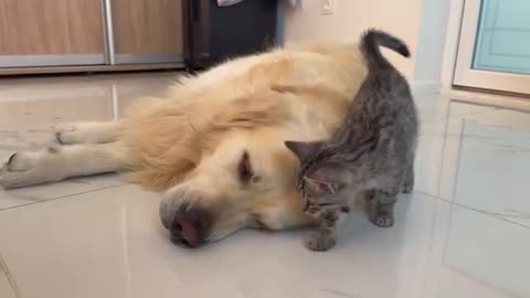 Golden Retriever and Kitten are Inseparable Friends