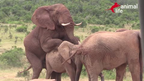 Elephant mating