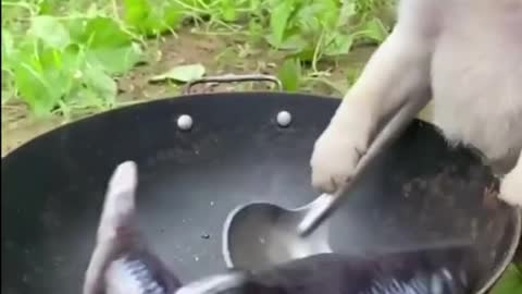 Adorable Puppy Learn Cooking