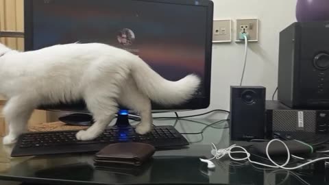 Cat playing on the computer table