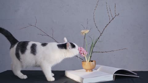 cat smelling a flower