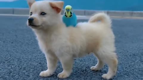 Lovable Bond between puppy🐶and parrot 🐦