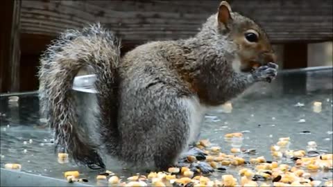 funny kids Squirrels