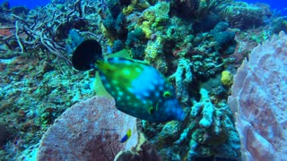 Cozumel SCUBA Diving Punta Tunich Trigger & Box Fish