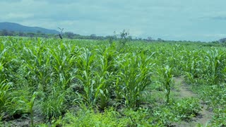 Farmland