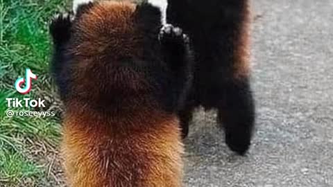 Twin Red Panda Having Fun