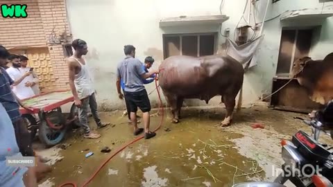 Dangerous Cow qurbani 2023