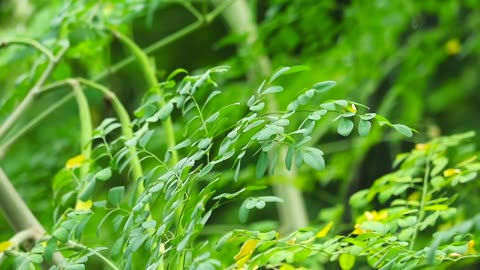 10 BENEFIT OF MORINGA TEA