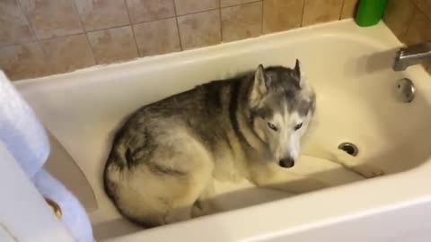 Stubborn Husky throws hilarious temper tantrum