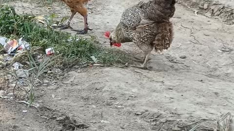 Rooster eating food in the morning | Walking Cock to feeding