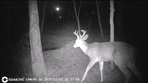 Backyard Trails Cams - Young 8 Point Buck