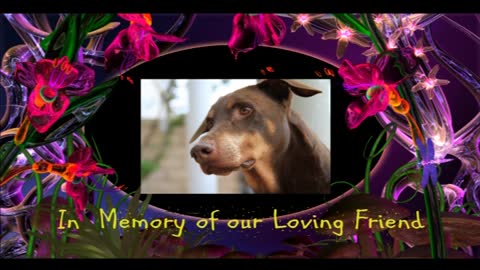 Roma The Doberman's Predecessor - Neuquen