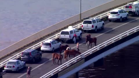 Sydney braces for 'one-in-a-one thousand' year floods