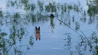 Poodle and Malinois retriever bottle from water.