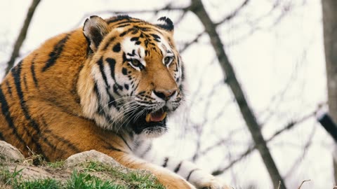 The Siberian tiger