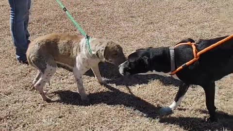 #22 brown and white female #33 black female lab mix Feb2022