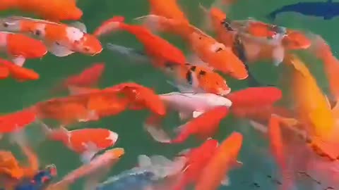 Plenty of fish