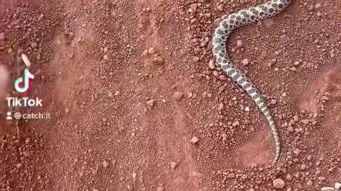 Western Hognose Snake playing dead!☠️ #thatmoent