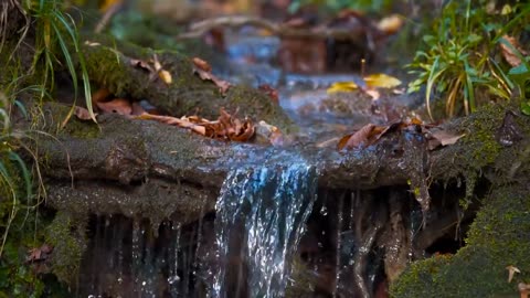 Enchanting Autumn Forests with Beautiful Piano Music