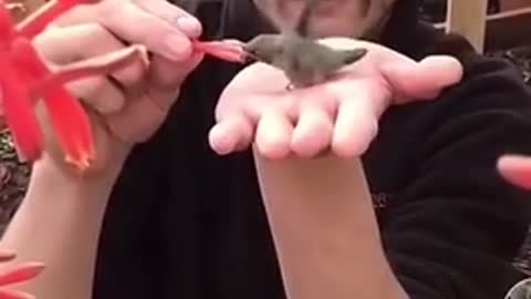 Bird in the palm of your hand