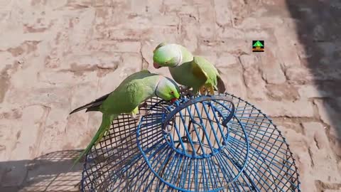 Two Beauties Mitthu And Tiger - Mitthu And Tiger Dancing And Talking - Parrot Talking In Urdu Hindi_