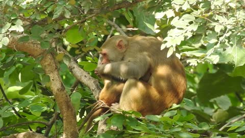 Cute ape eating fruits