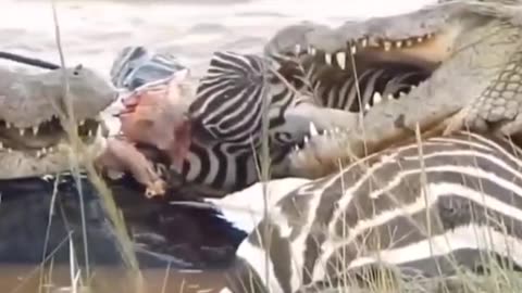 Zebra's Face Ripped of By Crocodile 🐊 Crossing Mara River Safari on Kenya