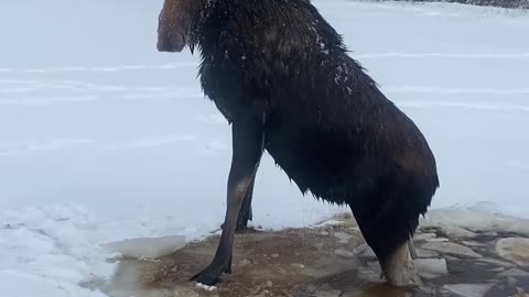 Canadian Men Rescue Moose That Fell Through Ice